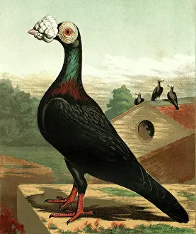 Pigeons: Black Carrier Cock Pigeon