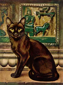 Ledge: Black Cat