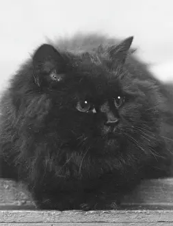 Barbe: BLACK CAT