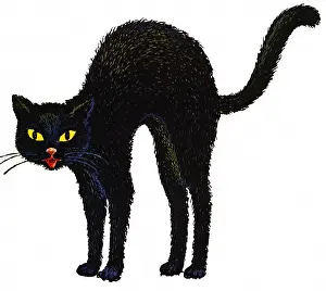 Haloween: Black Cat Arches Back
