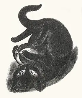 Delineator: Black cat on its back, playing with a ball