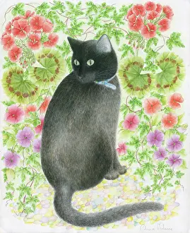 Geraniums: Black Cat with a background of geraniums