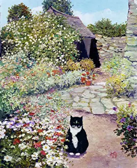 Agoust: Black Cat In A Garden