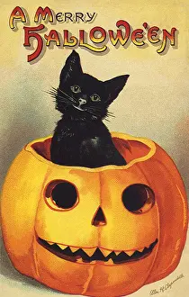 Haloween: Black Cat in Jack-o-Lantern