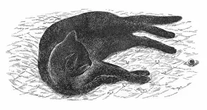 Delineator: Black cat lying on the floor