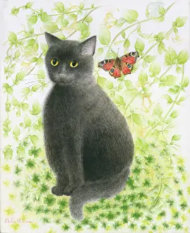 Honeysuckle: Black Cat and Peacock Butterfly