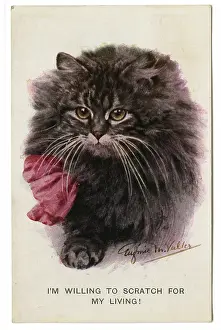 Wordplay: Black cat with red ribbon