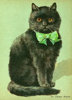Cats: Black Cat with ribbon