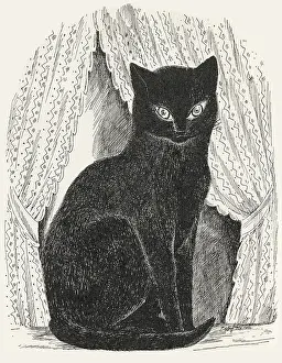 Delineator: Black cat seated, staring ahead