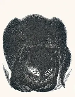 Delineator: Black cat seated, staring ahead