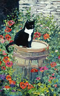 Ollie: Black cat sitting on barrel