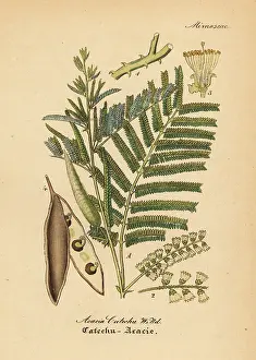 Kher: Black catechu, Acacia catechu