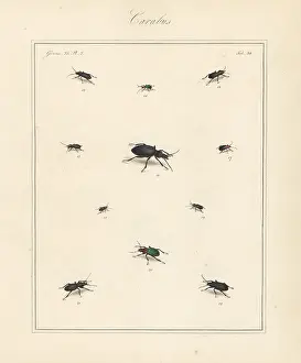 The English Entomologist: Black clock beetle, blue plunderer, violet ground