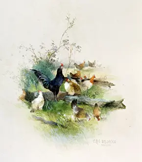 Baldwyn: Black Cock with Hens