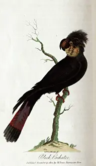 The Kings College Archives And Special Collections: Black cockatoo