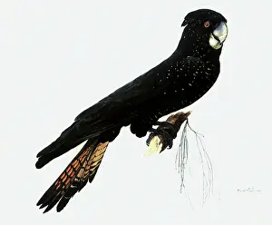 Cockatoo: Black Cockatoo