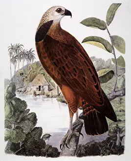 Grayson: Black-collared Hawk, Busarellus nigricollis