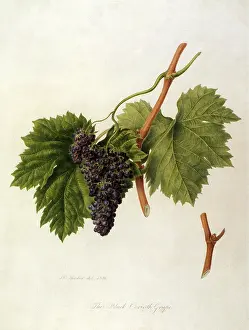 Vitis: Black Corinth Grapes