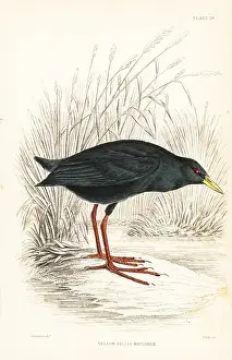 Swainson: Black crake, Zapornia flavirostra