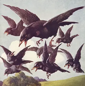 Crows: The Black Crows