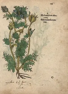 Cumin: Black cumin, Nigella sativa