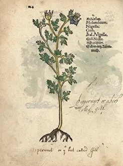 Lonicer: Black cumin, Nigella sativa