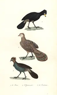 Steel Engraving: Black curassow, grey peacock-pheasaant and chachalaca
