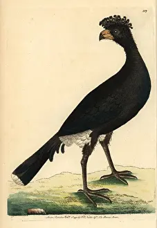 Crax: Black currasow, Crax alector