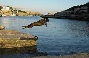 Leaps: Black dog leaps into sea, Menorca
