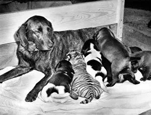 Stripy: Black dog with puppies