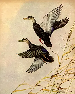 Alternatively: Two Black Ducks