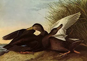 Mate: Black Ducks