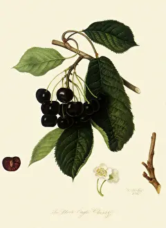 Linnaeus: Black Eagle Cherries
