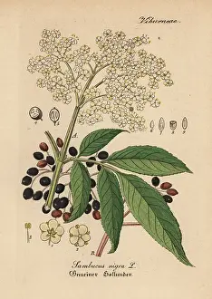 Sambucus: Black elder, Sambucus nigra