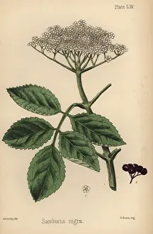 Nigra: Black elder tree, Sambucus nigra