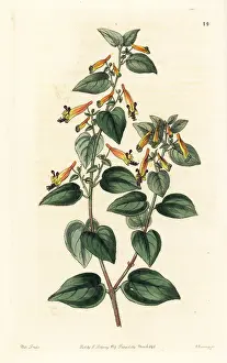 Cyanea: Black-eyed cuphea, Cuphea cyanea