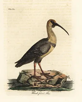 Tantalus: Black-faced ibis, Theristicus melanopis