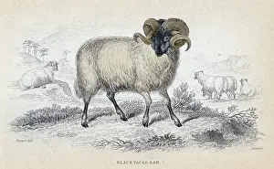 Naturalists: Black faced ram. Hardy breed of sheep with good