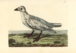 Black Faced: Black-faced sheathbill, Chionis minor