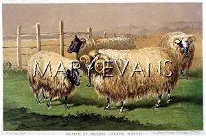 Baciocchi: BLACK-FACED SHEEP