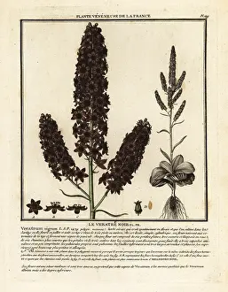 Plante Veneneuse De La France: Black false hellebore, Veratrum nigrum