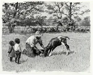 Feeds: Black Farmer feeds Calf from Bucket