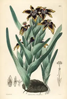 Ferraria: Black flag, Ferraria crispa