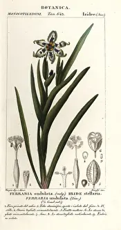 Ferraria: Black flag or starfish iris, Ferraria undulata