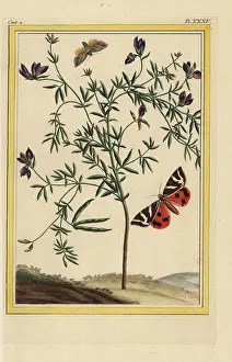Arctia: Black-flowered lotus, Lotus jacobaeus