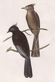 Swainson: Black Fly-catcher, Ptilogonys nitens