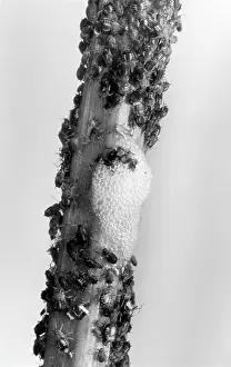 Aphid: BLACK FLY & CUCKOO SPIT