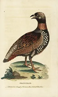 Francolinus: Black francolin, Francolinus francolinus