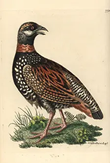 Francolinus: Black francolin, Francolinus francolinus