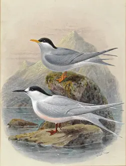Buller: Black-Fronted and White-Fronted Terns